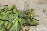 Yellow-legged Dragonfly (Gomphus flavipes)