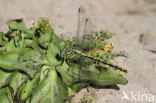 Yellow-legged Dragonfly (Gomphus flavipes)