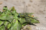 Yellow-legged Dragonfly (Gomphus flavipes)