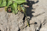 Yellow-legged Dragonfly (Gomphus flavipes)