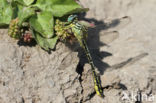 Yellow-legged Dragonfly (Gomphus flavipes)