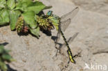 Rivierrombout (Gomphus flavipes)