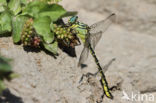 Rivierrombout (Gomphus flavipes)