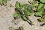 Yellow-legged Dragonfly (Gomphus flavipes)