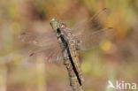 Zuidelijke oeverlibel (Orthetrum brunneum)