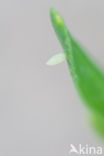 Scheefbloemwitje (Pieris mannii)