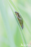 Europese boomkikker (Hyla arborea)