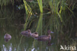 Tufted Duck (Aythya fuligula)