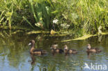 Tufted Duck (Aythya fuligula)