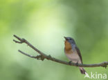 Red-breasted Flycatcher (Ficedula parva)