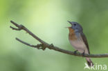 Red-breasted Flycatcher (Ficedula parva)