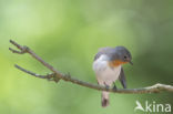 Kleine Vliegenvanger (Ficedula parva)