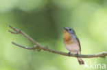 Red-breasted Flycatcher (Ficedula parva)