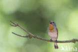 Red-breasted Flycatcher (Ficedula parva)