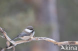 Bruinkopmees (Parus cinctus)