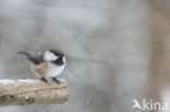 Siberian Tit