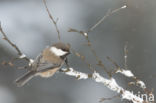 Bruinkopmees (Parus cinctus)