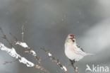 Grote Barmsijs (Carduelis flammea rostrata)