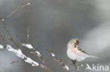 Greenland Redpoll (Carduelis flammea rostrata)