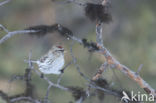 Kleine Barmsijs (Carduelis flammea cabaret)