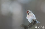 Greenland Redpoll (Carduelis flammea rostrata)