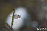 Grote Barmsijs (Carduelis flammea rostrata)