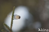 Greenland Redpoll (Carduelis flammea rostrata)