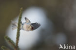 Grote Barmsijs (Carduelis flammea rostrata)