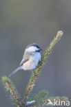 Bruinkopmees (Parus cinctus)