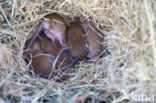 Harvest Mouse (Micromys minutus)