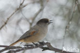 Siberian Jay (Perisoreus infaustus)