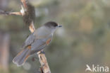 Siberian Jay (Perisoreus infaustus)