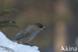 Siberian Jay (Perisoreus infaustus)
