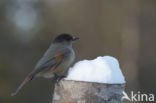 Siberian Jay (Perisoreus infaustus)