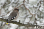 Bohemian Waxwing (Bombycilla garrulus)