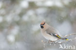 Bohemian Waxwing (Bombycilla garrulus)