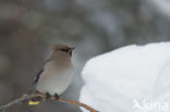 Pestvogel (Bombycilla garrulus)