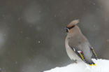 Bohemian Waxwing (Bombycilla garrulus)