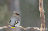 Bohemian Waxwing (Bombycilla garrulus)