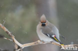 Bohemian Waxwing (Bombycilla garrulus)