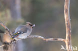 Bohemian Waxwing (Bombycilla garrulus)