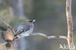 Bohemian Waxwing (Bombycilla garrulus)