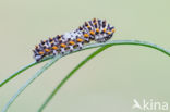 Swallowtail (Papilio machaon)