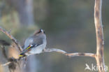 Bohemian Waxwing (Bombycilla garrulus)