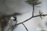 Siberian Tit