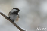 Bruinkopmees (Parus cinctus)