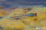 Kleine Roodoogjuffer (Erythromma viridulum)