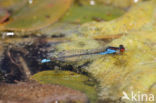 Kleine Roodoogjuffer (Erythromma viridulum)