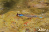 Kleine Roodoogjuffer (Erythromma viridulum)