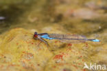 Kleine Roodoogjuffer (Erythromma viridulum)